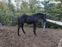 Caballo, Caballos — foto 5