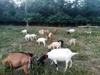 Cabra, Nubian Goat — foto 1