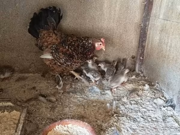 Guinea fowl — ハンガリー