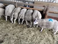 Ovan, Beltex sheep — fotografija 1