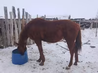 Pastuv, Russian Don — fotografija 3
