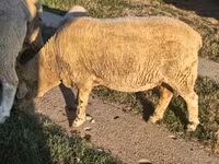 雄羊, Ile-de-France sheep — 写真 8