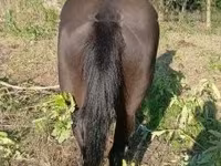 Madyan, Nonius horse — foto 2