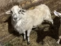 公山羊, Goats — 照片 3