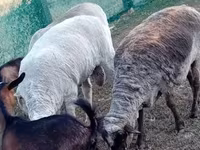 Widder, Schafe — Foto 1