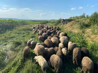 Ram, Sheep — photo 2