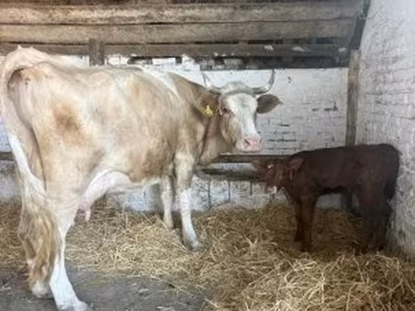 İnək, Simmental cattle