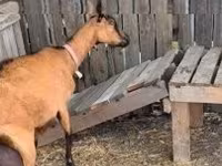 Taka, Nubian Goat — 4-rasm