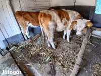 Kuh, Simmental cattle — Foto 4