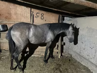 Kobila, Thoroughbred horse — fotografija 2