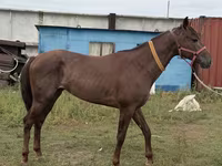 Pastuv, Arabian horse — fotografija 5