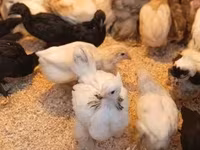 Chickens — 写真 2