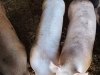 Schweine (Partie, Geschlecht nicht angegeben), Крупная белая — Foto 1