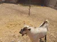Kozioł, Saanen goat — zdjęcie 2