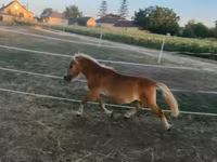 Caballo, Caballos — foto 1