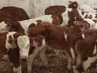 Bulle, Simmental cattle — Foto 2