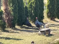 Turkeys — الصورة 2