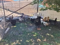 Chickens — zdjęcie 8