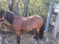 Mare, Horses — photo 3