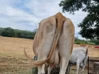 Kuh, Limousin-Kuh — Foto 2