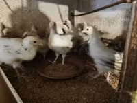 Turkeys — foto 2