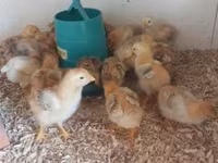 Chickens — fotografija 1
