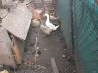 Geese — photo 2