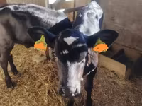 Kuh, Holstein-Rasse — Foto 3