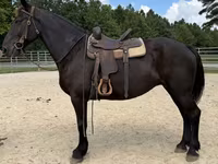 Kobila, Percheron — fotografija 4