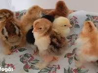 Chickens — Foto 6