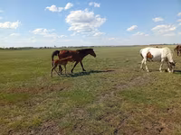 Kobila, Kinsky horse — fotografija 1