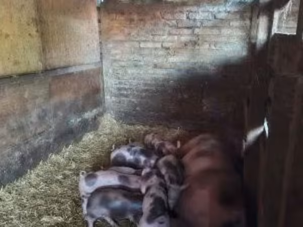Хряк, Пьетрен