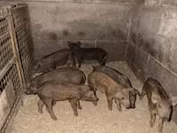 मादा सूअर, Мангалица — फ़ोटो 3