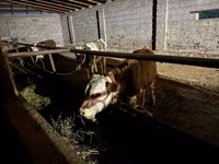 Bik, Latvian Blue cattle — fotografija 4