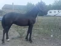 Hengst, Friesian — Foto 2
