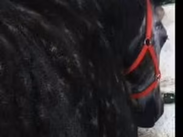 Yegua, Caballos