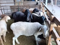 Ovca, Rhon sheep — fotografija 5