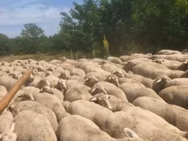 Owca, Merino sheep — Węgry