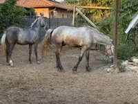 Caballo, Caballos — foto 2