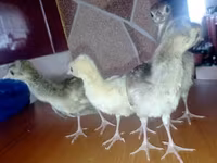 Brahma — Foto 3