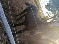 Cavalo, Cavalos — foto 1