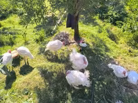 Turkeys — zdjęcie 2