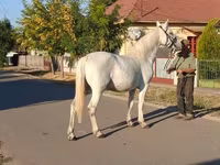 Kobyła, Konie — zdjęcie 3