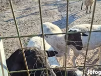 Widder, Dorper sheep — Foto 1