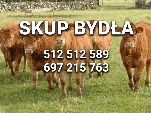 Byk, Bydło