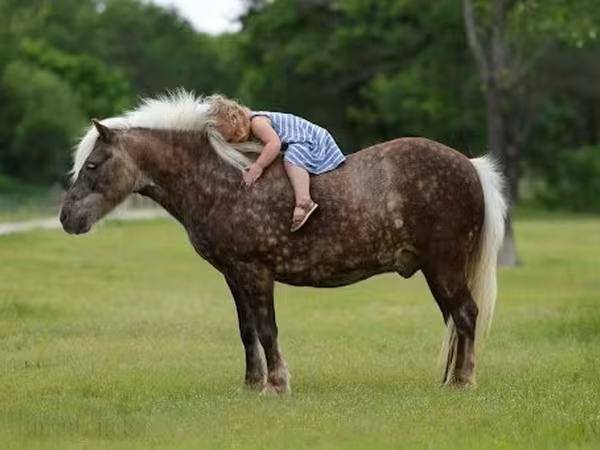 Pastuv, Коњи