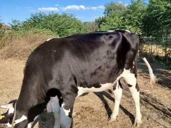 母牛, Holstein breed