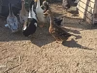Ducks — zdjęcie 2