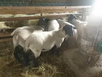 Ovca, Baerchuke sheep — fotografija 1