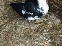 Ducks — Foto 1